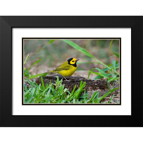 Hooded Warbler-Wilsonia citrina-perched Black Modern Wood Framed Art Print with Double Matting by Ditto, Larry
