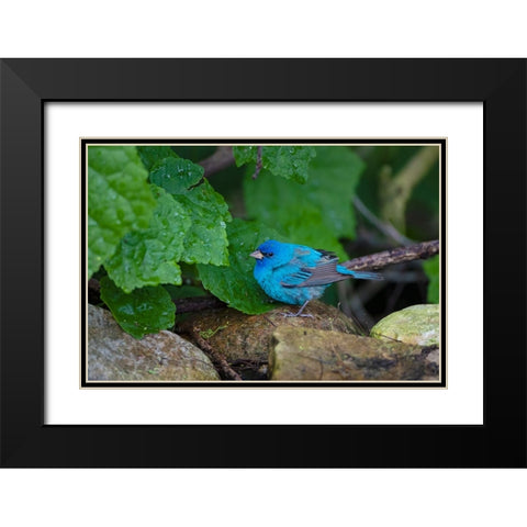Indigo Bunting-Passerina cyanea-foraging male Black Modern Wood Framed Art Print with Double Matting by Ditto, Larry