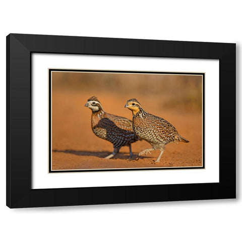 Northern Bobwhite-Colinus virginianus-pair Black Modern Wood Framed Art Print with Double Matting by Ditto, Larry
