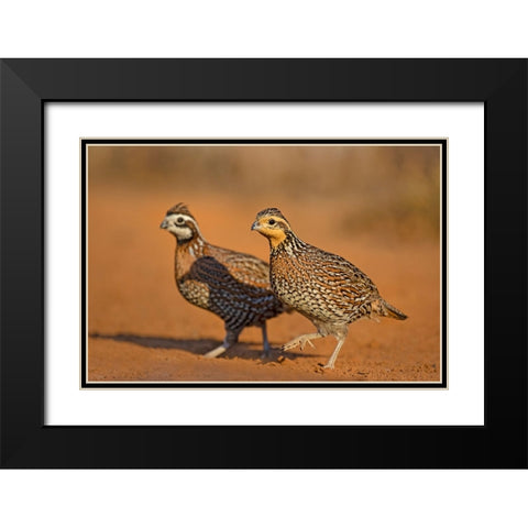 Northern Bobwhite-Colinus virginianus-pair Black Modern Wood Framed Art Print with Double Matting by Ditto, Larry