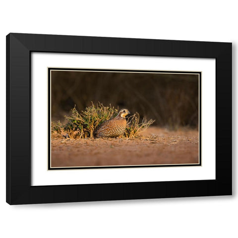 Northern Bobwhite-Colinus virginianus-female hiding Black Modern Wood Framed Art Print with Double Matting by Ditto, Larry