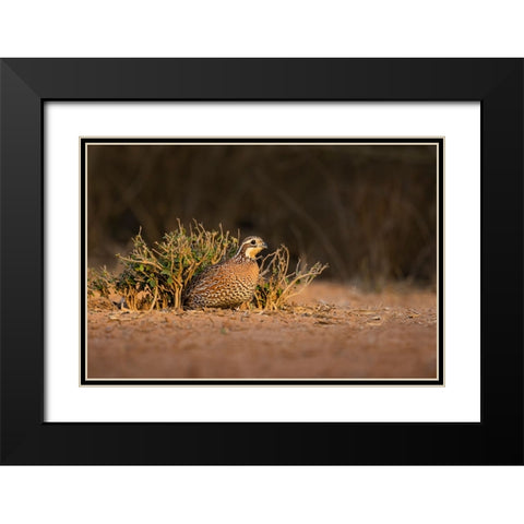 Northern Bobwhite-Colinus virginianus-female hiding Black Modern Wood Framed Art Print with Double Matting by Ditto, Larry