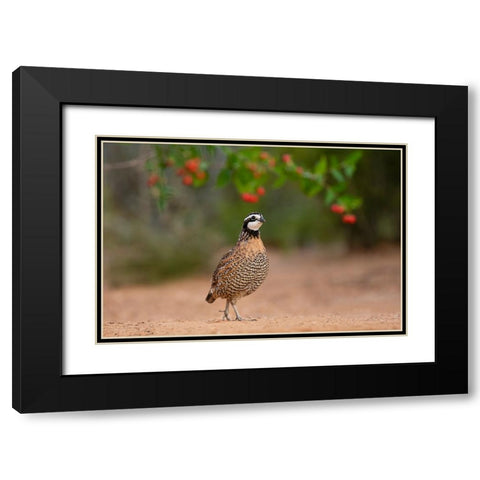 Northern Bobwhite-Colinus virginianus-feeding Black Modern Wood Framed Art Print with Double Matting by Ditto, Larry