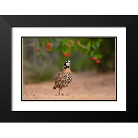 Northern Bobwhite-Colinus virginianus-feeding Black Modern Wood Framed Art Print with Double Matting by Ditto, Larry