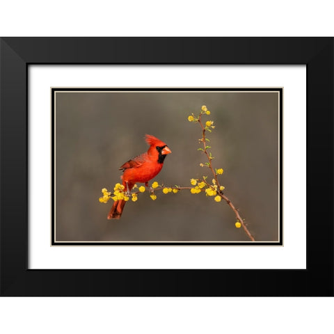 Northern Cardinal-Cardinalis cardinalis-perched Black Modern Wood Framed Art Print with Double Matting by Ditto, Larry