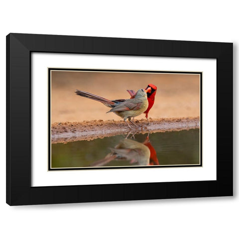 Northern Cardinals-Texas-USA Black Modern Wood Framed Art Print with Double Matting by Ditto, Larry