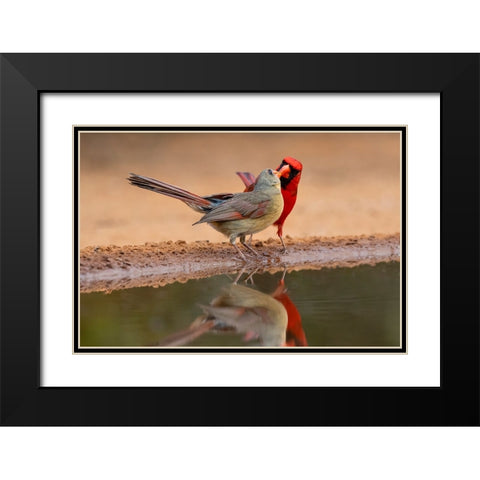 Northern Cardinals-Texas-USA Black Modern Wood Framed Art Print with Double Matting by Ditto, Larry