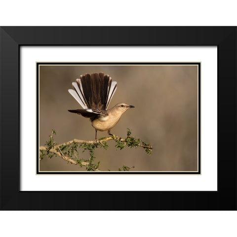 Northern Mockingbird-Mimus polyglottos-perched Black Modern Wood Framed Art Print with Double Matting by Ditto, Larry