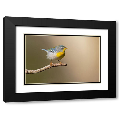 Northern Parula-Parula americana-perched Black Modern Wood Framed Art Print with Double Matting by Ditto, Larry