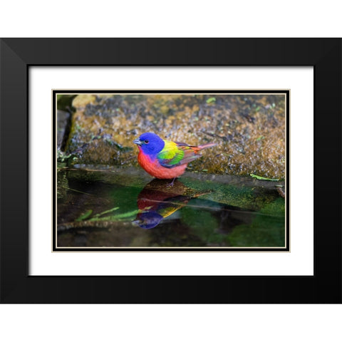 Painted Bunting-Passerina ciris-in spring Black Modern Wood Framed Art Print with Double Matting by Ditto, Larry