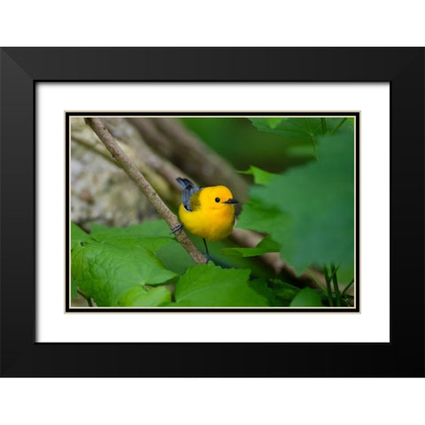 Prothonotary Warbler-Prothonotary citrea-flying Black Modern Wood Framed Art Print with Double Matting by Ditto, Larry