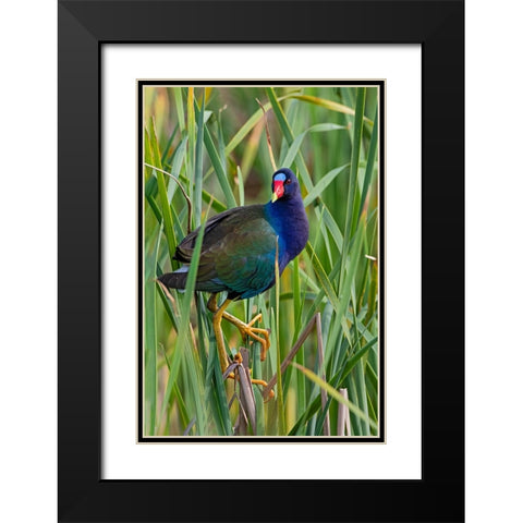Purple Gallinule-Porphyrio martinica-perched in cattails Black Modern Wood Framed Art Print with Double Matting by Ditto, Larry
