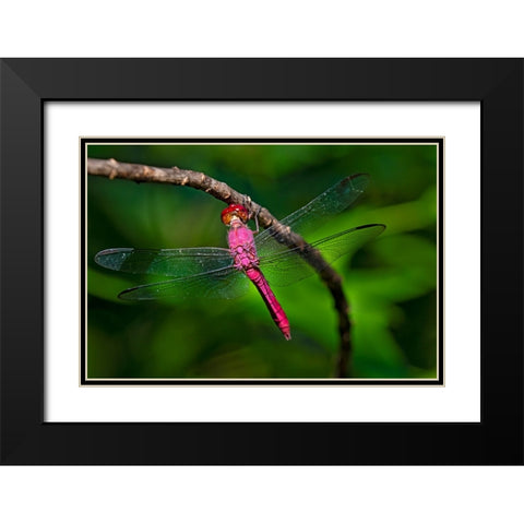 Red-tailed Pennant-Brachymesia furcata-resting on perch Black Modern Wood Framed Art Print with Double Matting by Ditto, Larry