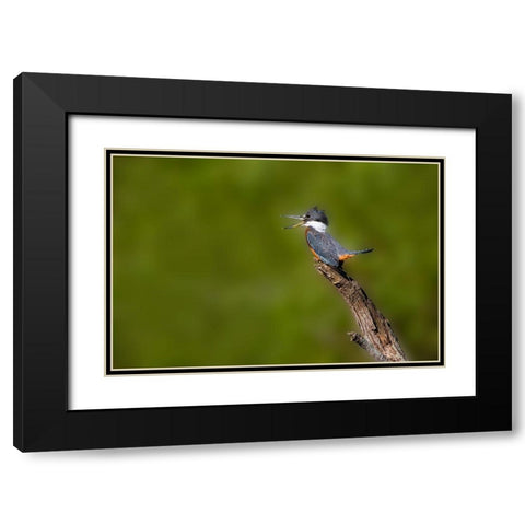 Ringed Kingfisher-Megaceryle torquata-male Black Modern Wood Framed Art Print with Double Matting by Ditto, Larry