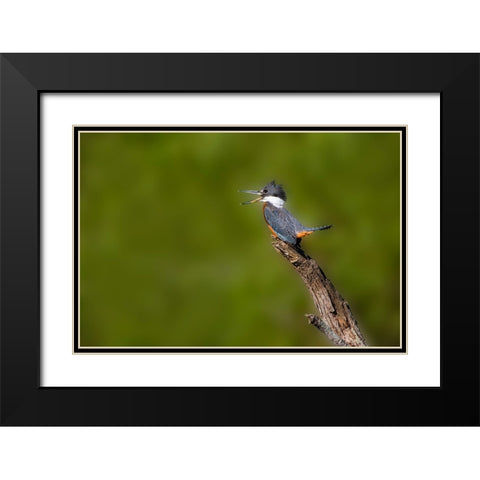 Ringed Kingfisher-Megaceryle torquata-male Black Modern Wood Framed Art Print with Double Matting by Ditto, Larry
