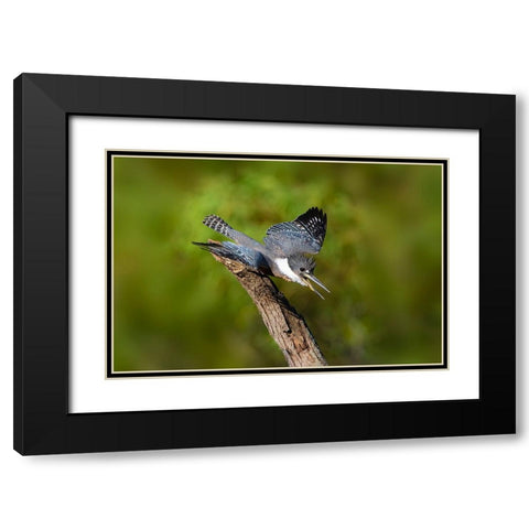 Ringed Kingfisher-Megaceryle torquata-male Black Modern Wood Framed Art Print with Double Matting by Ditto, Larry