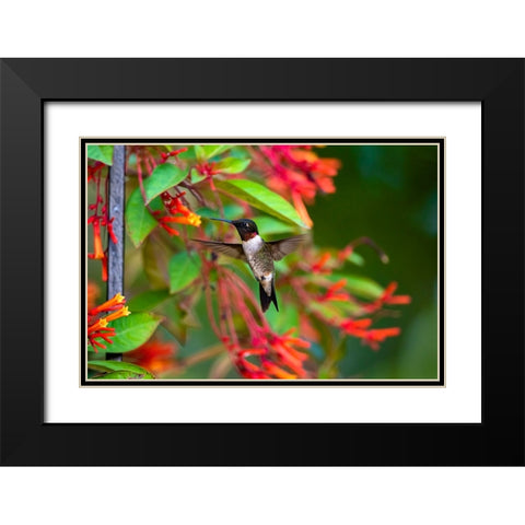 Ruby-throated Hummingbird-Archilochus colubris-hovering Black Modern Wood Framed Art Print with Double Matting by Ditto, Larry