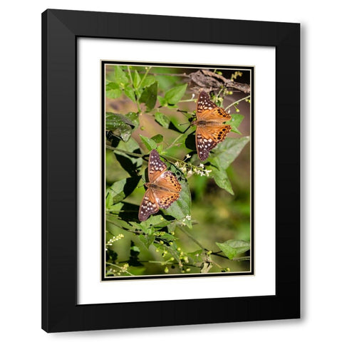 Tawny Emperor-Asterocampa clyton-sunning Black Modern Wood Framed Art Print with Double Matting by Ditto, Larry