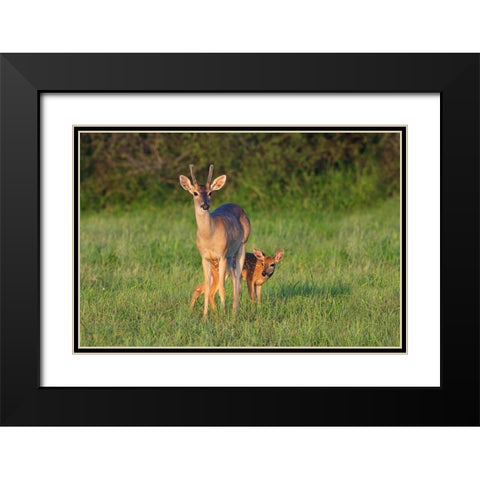 White-tailed Deer-Colinus virginianus-in grassy habitat Black Modern Wood Framed Art Print with Double Matting by Ditto, Larry