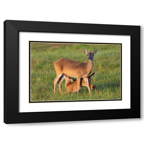 White-tailed Deer-Odocoileus virginianus-female with young Black Modern Wood Framed Art Print with Double Matting by Ditto, Larry