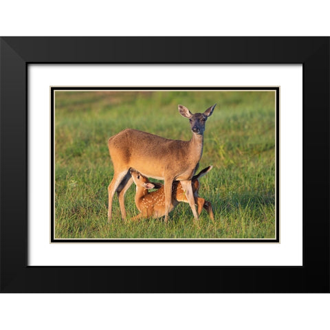 White-tailed Deer-Odocoileus virginianus-female with young Black Modern Wood Framed Art Print with Double Matting by Ditto, Larry