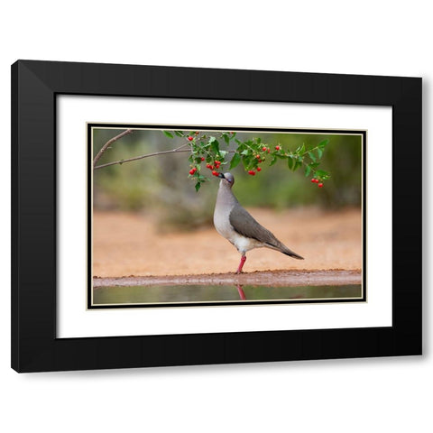 White-tipped Dove-Leptotila verreauxi-feeding on Manzanita fruits Black Modern Wood Framed Art Print with Double Matting by Ditto, Larry