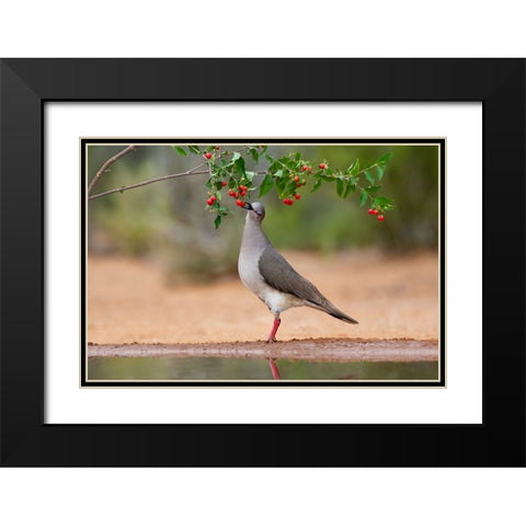 White-tipped Dove-Leptotila verreauxi-feeding on Manzanita fruits Black Modern Wood Framed Art Print with Double Matting by Ditto, Larry