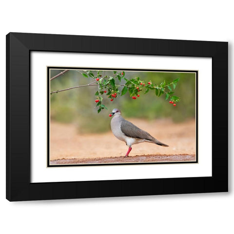 White-tipped Dove-Leptotila verreauxi-feeding on Manzanita fruits Black Modern Wood Framed Art Print with Double Matting by Ditto, Larry
