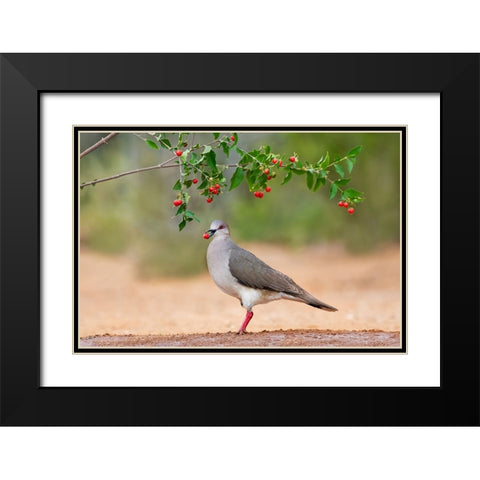 White-tipped Dove-Leptotila verreauxi-feeding on Manzanita fruits Black Modern Wood Framed Art Print with Double Matting by Ditto, Larry