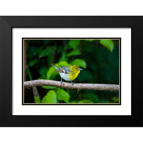 Yellow-throated Vireo-Vireo flavifrons-perched Black Modern Wood Framed Art Print with Double Matting by Ditto, Larry