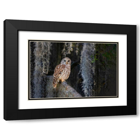 Barred owl perched in bald cypress forest with Spanish moss Black Modern Wood Framed Art Print with Double Matting by Ditto, Larry