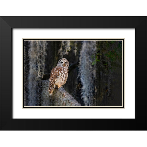 Barred owl perched in bald cypress forest with Spanish moss Black Modern Wood Framed Art Print with Double Matting by Ditto, Larry