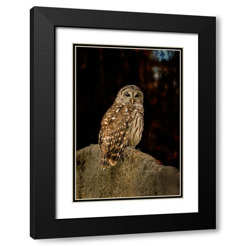 Barred owl perched in bald cypress forest with Spanish moss Black Modern Wood Framed Art Print with Double Matting by Ditto, Larry
