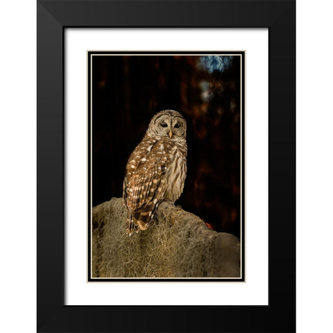 Barred owl perched in bald cypress forest with Spanish moss Black Modern Wood Framed Art Print with Double Matting by Ditto, Larry