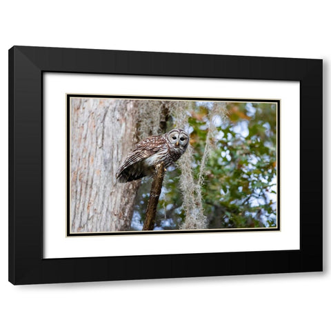 Barred owl perched in bald cypress forest with Spanish moss Black Modern Wood Framed Art Print with Double Matting by Ditto, Larry