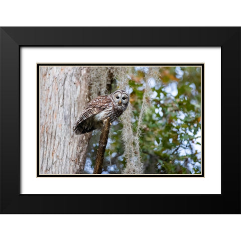 Barred owl perched in bald cypress forest with Spanish moss Black Modern Wood Framed Art Print with Double Matting by Ditto, Larry