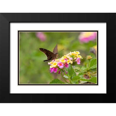 Brown longtail nectaring at lantana blooms Black Modern Wood Framed Art Print with Double Matting by Ditto, Larry