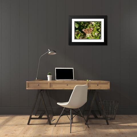 Common buckeye butterfly nectaring Black Modern Wood Framed Art Print with Double Matting by Ditto, Larry