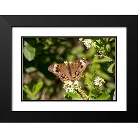 Common buckeye butterfly nectaring Black Modern Wood Framed Art Print with Double Matting by Ditto, Larry