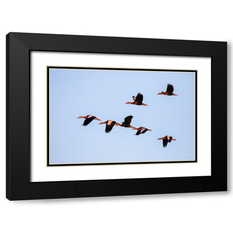 Black-bellied whistling duck in flight Black Modern Wood Framed Art Print with Double Matting by Ditto, Larry