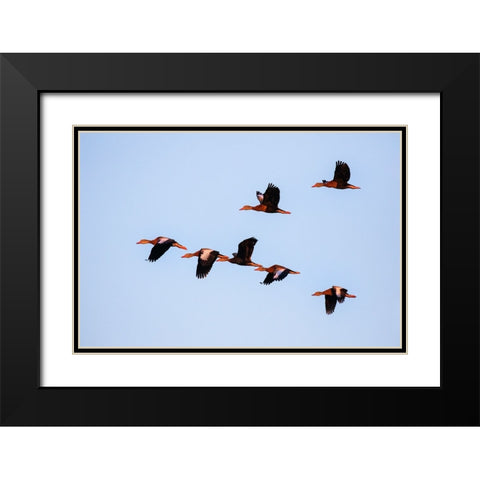 Black-bellied whistling duck in flight Black Modern Wood Framed Art Print with Double Matting by Ditto, Larry