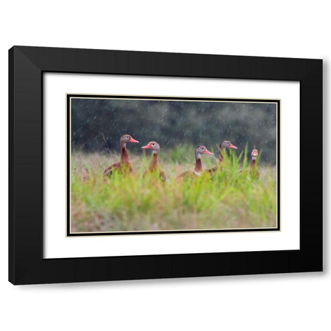 Black-bellied whistling duck in flight Black Modern Wood Framed Art Print with Double Matting by Ditto, Larry