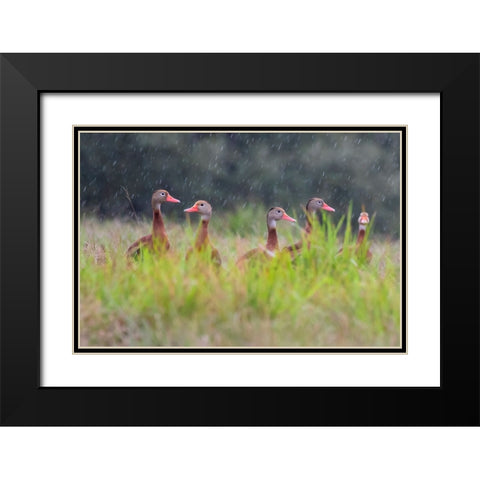 Black-bellied whistling duck in flight Black Modern Wood Framed Art Print with Double Matting by Ditto, Larry