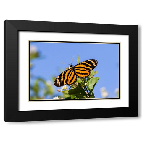 Isabellas Heliconian nectaring Black Modern Wood Framed Art Print with Double Matting by Ditto, Larry