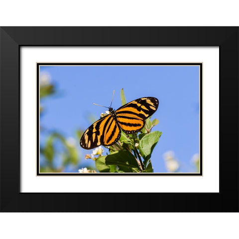 Isabellas Heliconian nectaring Black Modern Wood Framed Art Print with Double Matting by Ditto, Larry