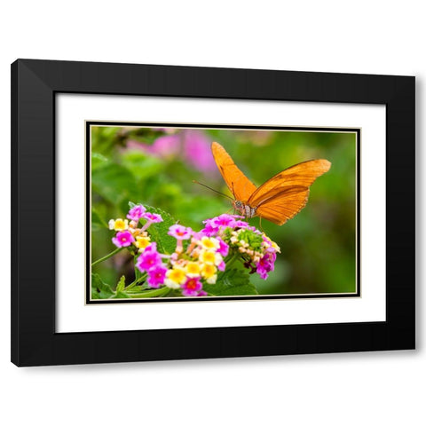 Julia Heliconian nectaring at lantana flowers Black Modern Wood Framed Art Print with Double Matting by Ditto, Larry