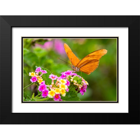 Julia Heliconian nectaring at lantana flowers Black Modern Wood Framed Art Print with Double Matting by Ditto, Larry