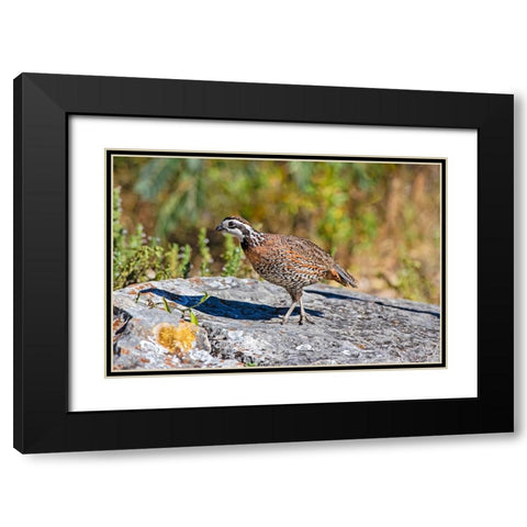 Northern bobwhite male on rock Black Modern Wood Framed Art Print with Double Matting by Ditto, Larry