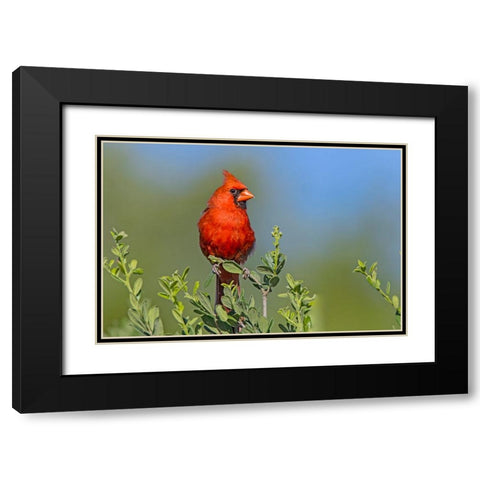 Northern cardinal- male perched in Texas Persimmon bush- southwest Texas. Black Modern Wood Framed Art Print with Double Matting by Ditto, Larry