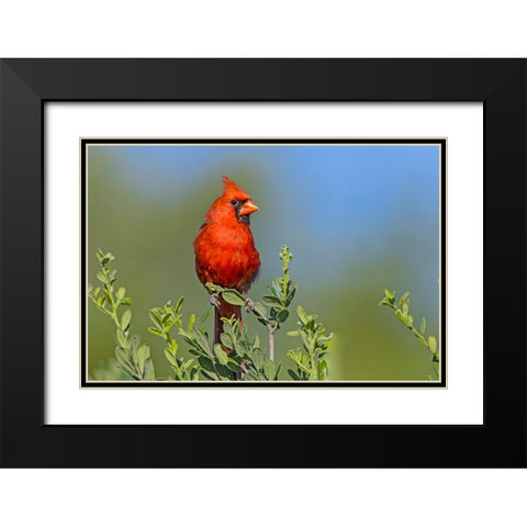 Northern cardinal- male perched in Texas Persimmon bush- southwest Texas. Black Modern Wood Framed Art Print with Double Matting by Ditto, Larry
